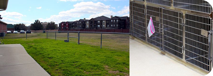 A grassy field with a chain-link fence and an apartment complex; a close-up of a kennel door with a pink tag.