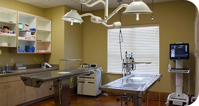 A modern veterinary clinic room with medical equipment and supplies.