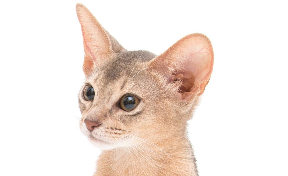 Close-up of a beige cat with large ears and wide eyes.