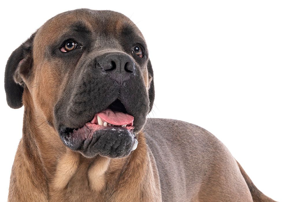 Close-up of a brown mastiff dog looking to the side with its tongue out.