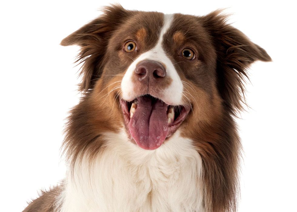 Close-up of a smiling brown and white dog gazing directly at the camera.