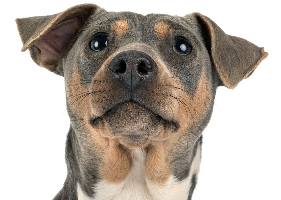 Close-up of a young dog with brown and black fur and floppy ears.