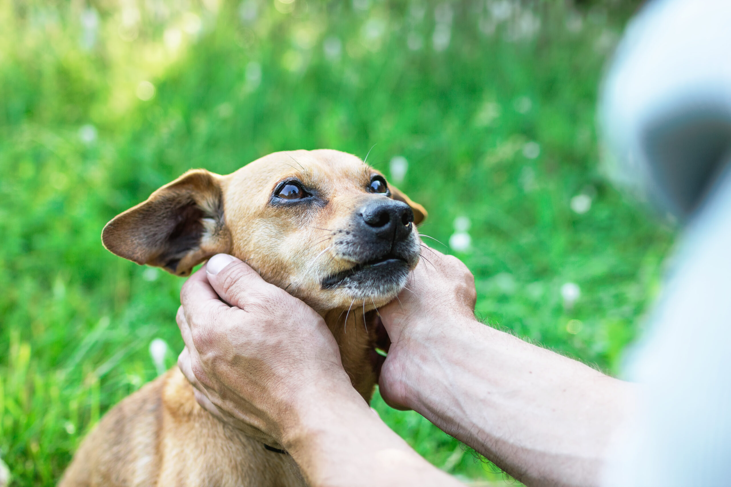Person caressing a tan dog's chin in a grassy field.