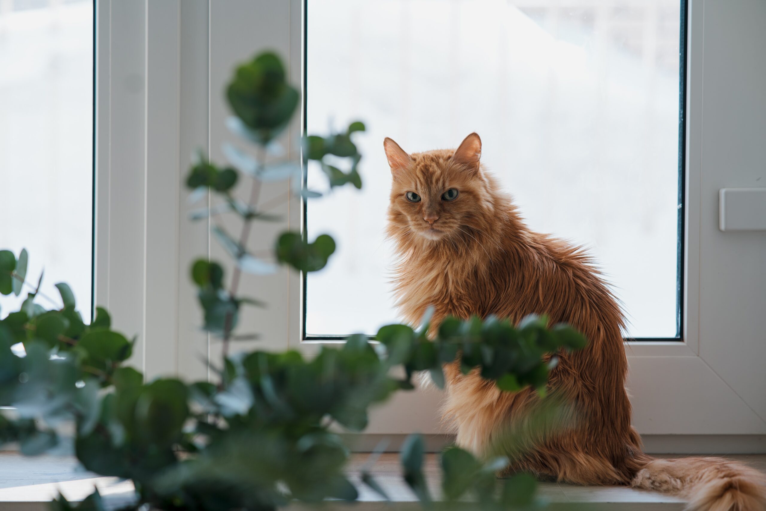 Orange cat sitting by a window surrounded by green plants.