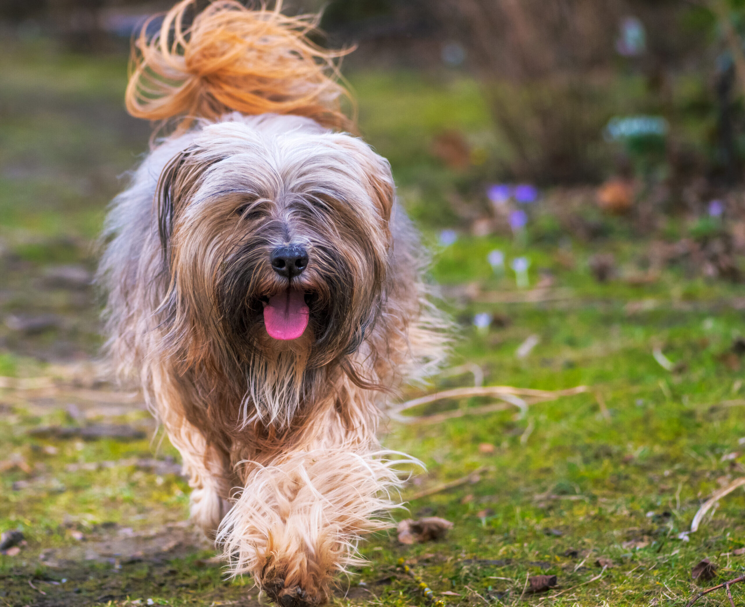 A shaggy dog with a swirling tail jogging on a garden path.