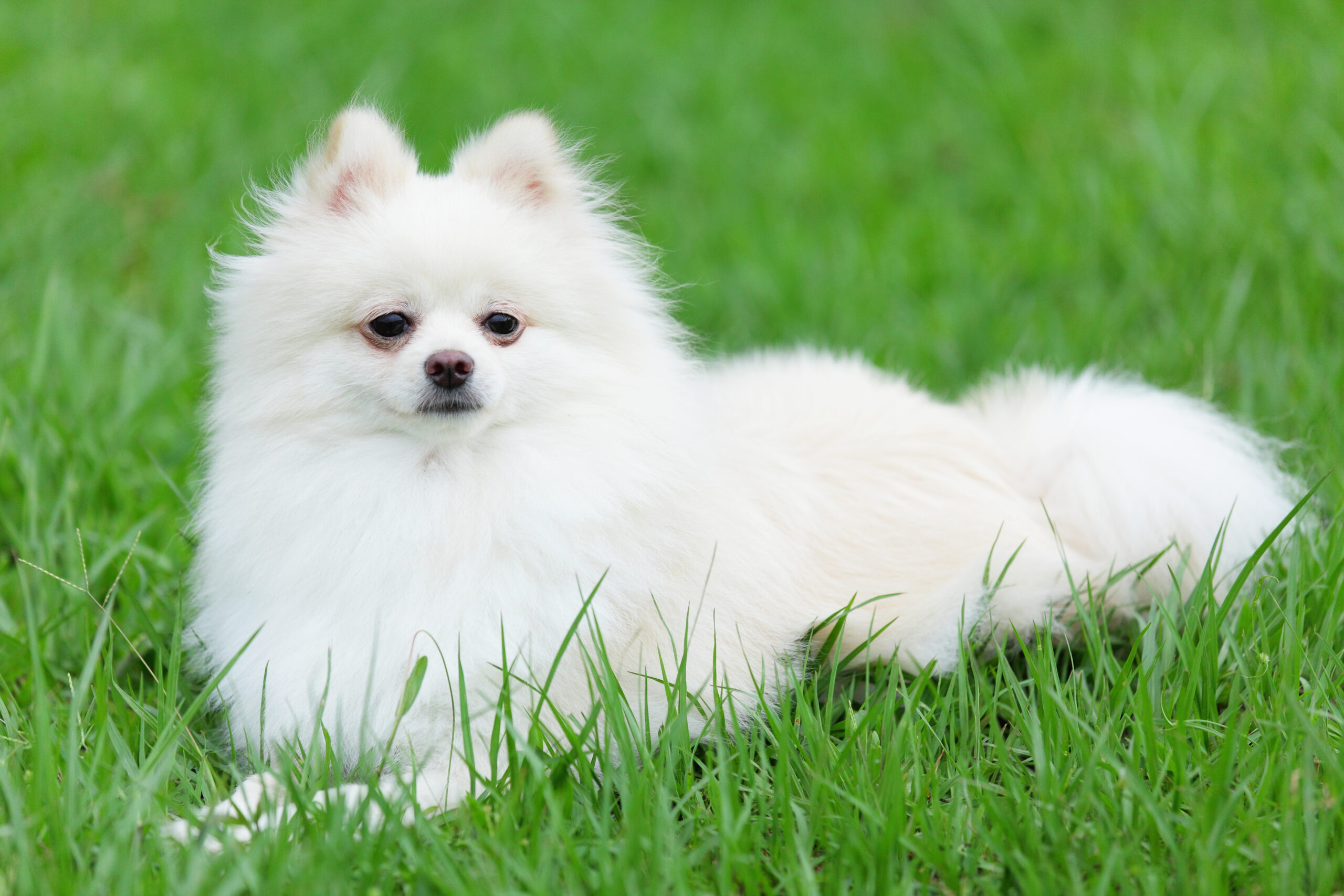 White Pomeranian dog lying on green grass.
