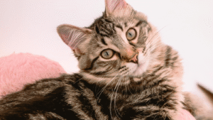 Close-up of a tabby cat with striking blue eyes looking upwards.