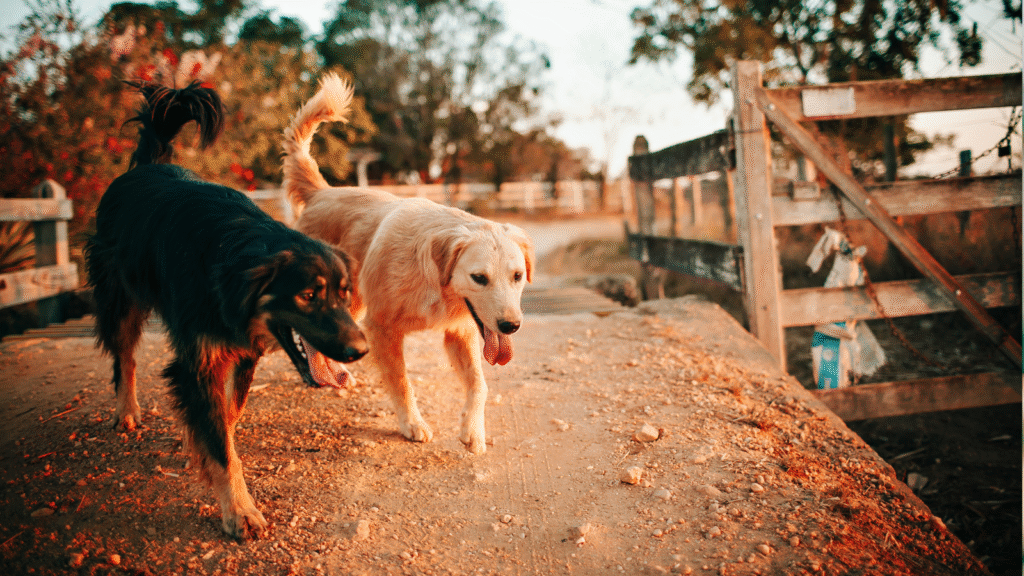 Two dogs walking on a dirt path at sunset.