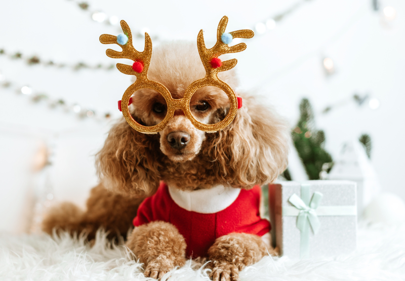 dog apricot poodle in santa hat and suit in new year