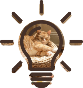 Senior Pet Care grooming routine for an older cat in Lewisville, TX with ABC Veterinary Clinic of Lewisville