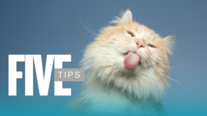 Senior Pet Care checkup for an older dog at ABC Veterinary Clinic of Lewisville in Lewisville, TX