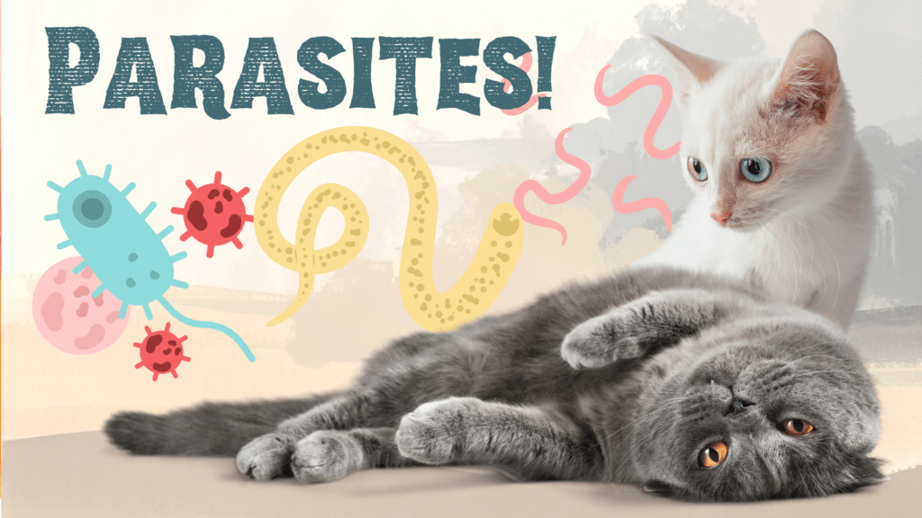 Senior dog receiving parasite exam as part of preventive care for dogs and cats at ABC Veterinary Clinic of Lewisville in Lewisville TX