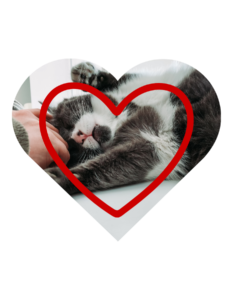 Preventive vet services in Lewisville, TX at ABC Veterinary Clinic of Lewisville