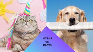 Cat dressed like a unicorn and dog holding a newspaper representing myths and facts about pet care at ABC Veterinary Clinic of Lewisville