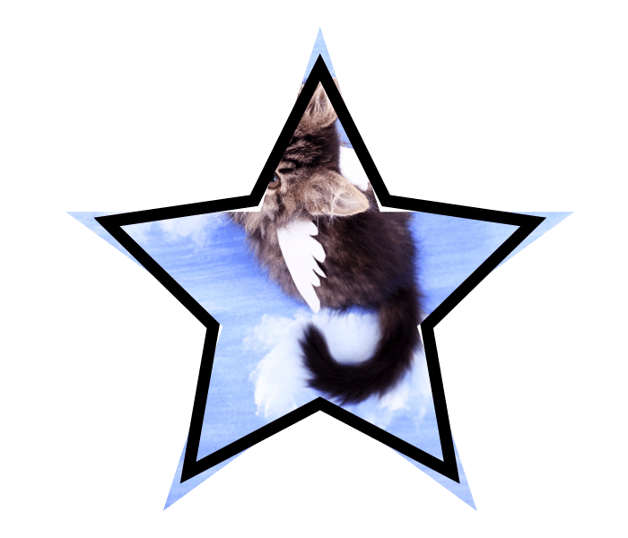 Winged cat illustrating pet care myths in Lewisville, TX