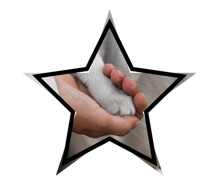 Person holding a cat's paw representing compassionate veterinary care in Lewisville, TX
