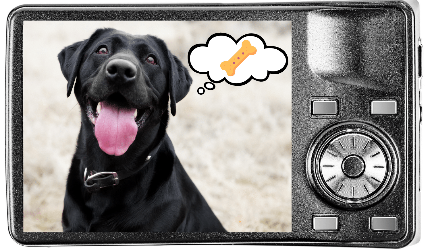 A dog thinking about a treat show on the screen of a digital camera