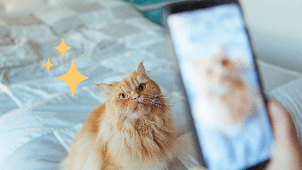 Taking a pet photo with a smartphone of an orange cat in Lewisville, TX