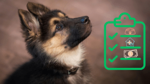 Puppy beside a new pet care checklist for pet owners in Lewisville, TX