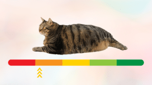 Overweight cat with red to green scale that is pointing close to red