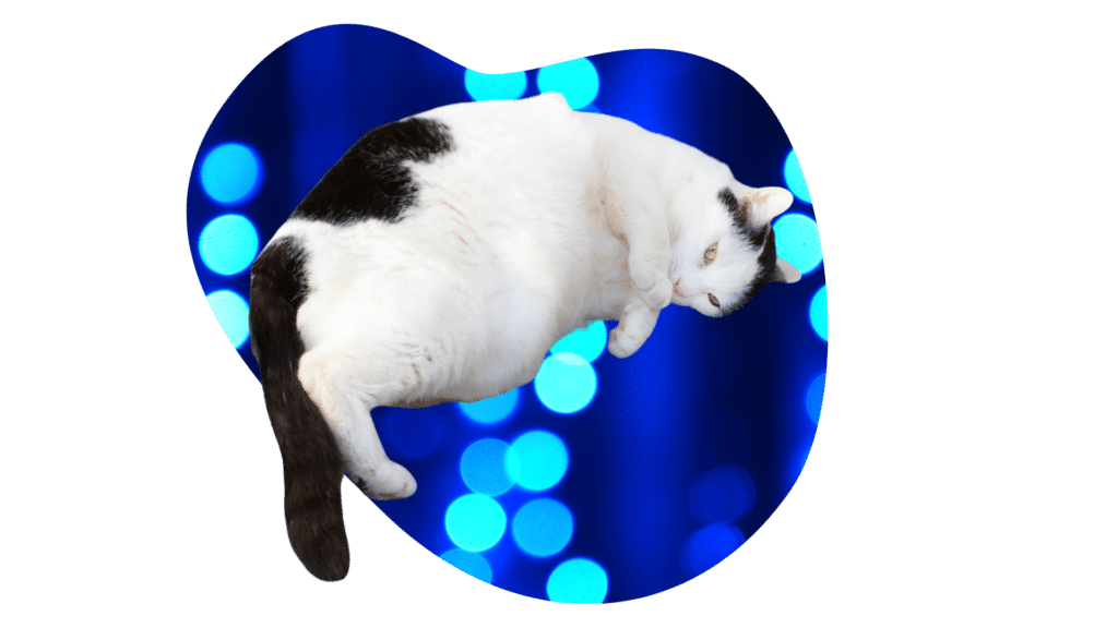 Overweight black and white cat that needs a check-up from ABC Veterinary Clinic of Lewisville in Lewisville, TX