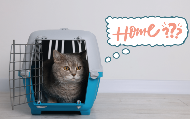 Cat sitting in a pet carrier while adjusting to a new home in Lewisville, TX
