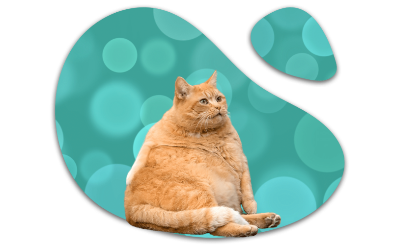 Obese orange cat representing weight concerns addressed by ABC Veterinary Clinic of Lewisville